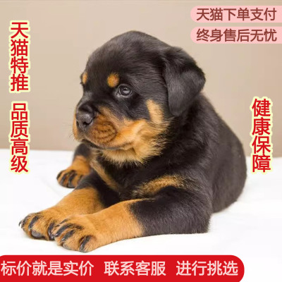 宠悦奇四眼狗家养短毛