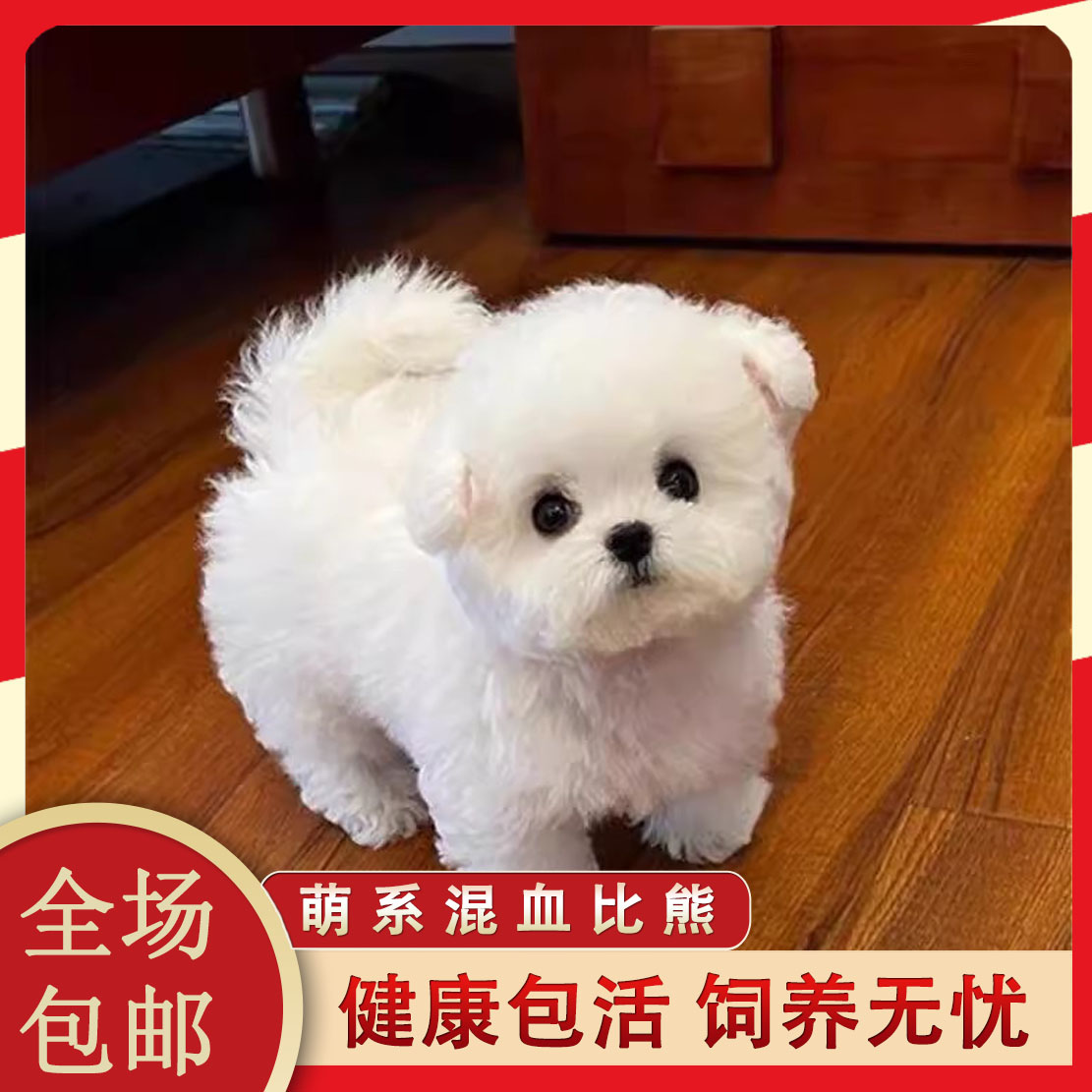 比熊混血可爱小型犬精品超萌长不大家养可爱狗韩系纯白色狗狗活泼