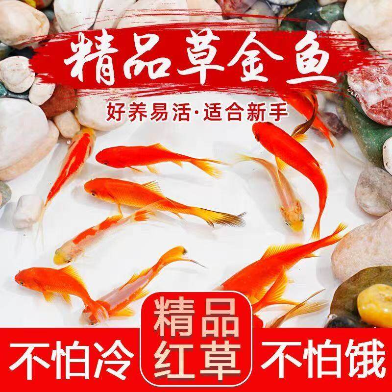 纯种鱼黑白包邮锦鲤鱼鱼顺丰