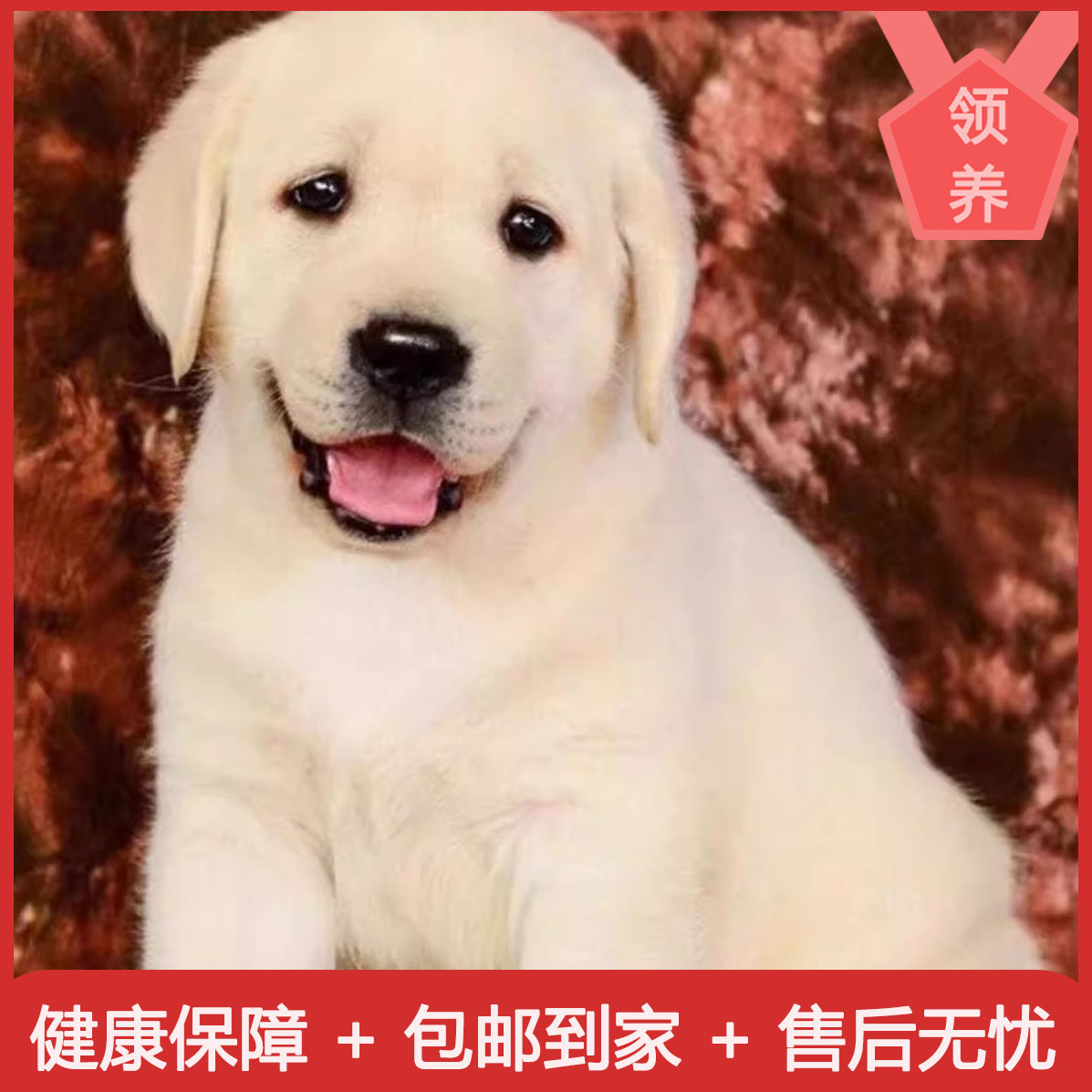 金毛幼犬拉布多纯种宠物狗小舍活