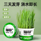 懒人泡面猫草盆栽浇水即长无土水培毛球片化毛草天然种植猫咪零食