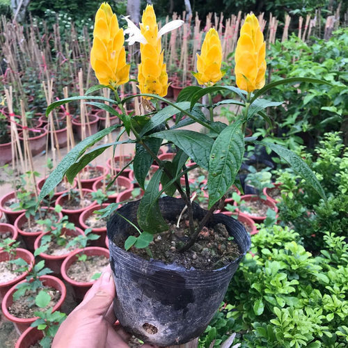 黄金宝塔花苗四季观赏盆栽