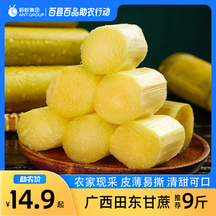 正宗黄金甘蔗新鲜水果农家采现发产地直供榨汁清甜可口应当季整箱