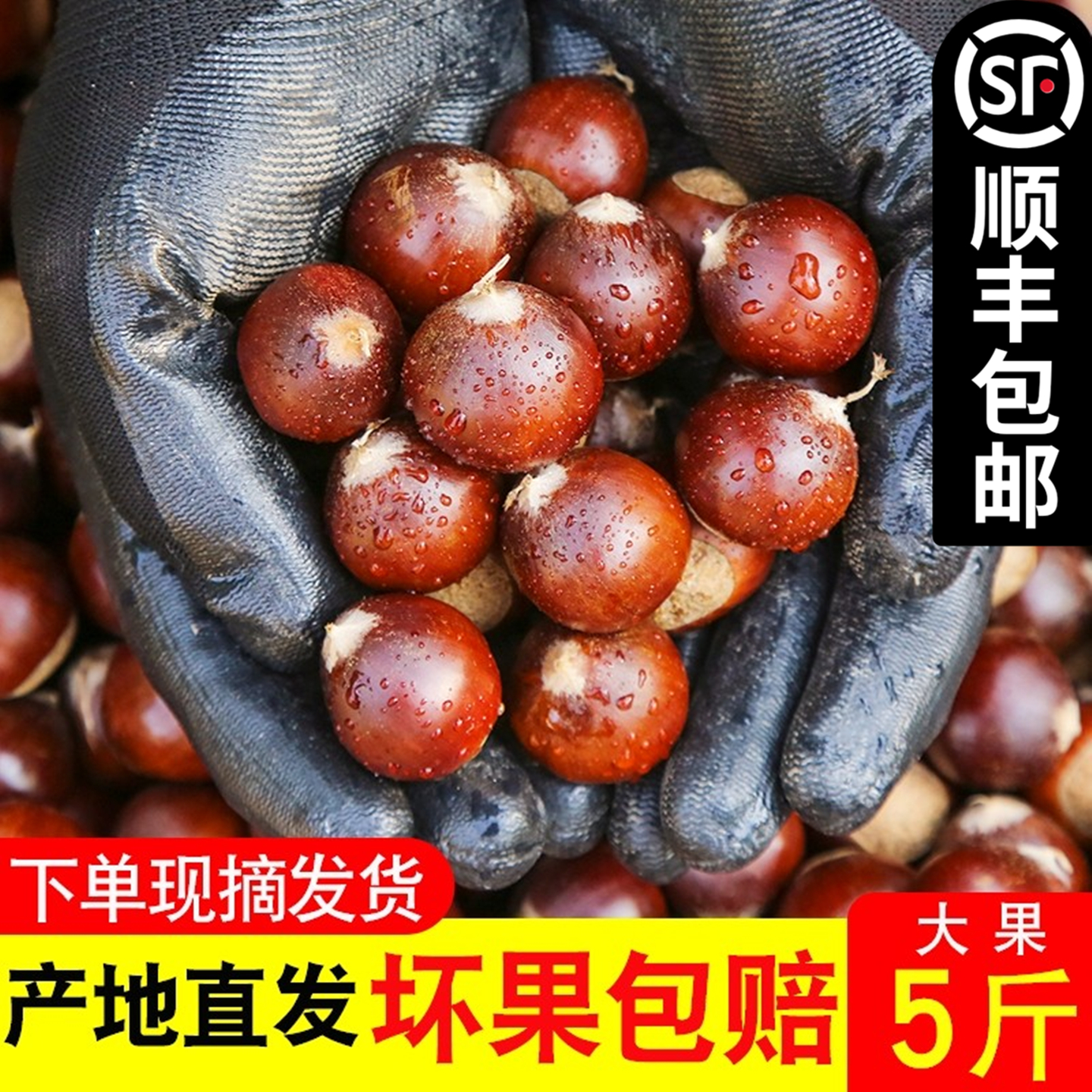 建瓯锥栗板栗季鲜日记农家现摘