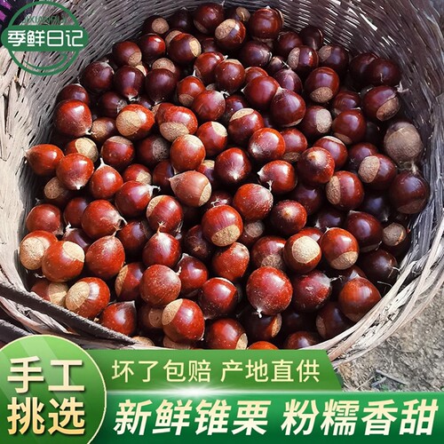 农家现摘锥栗新鲜板栗油栗毛栗子