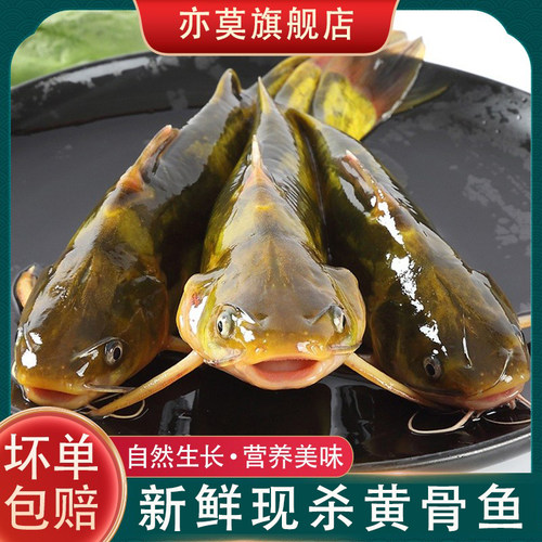 正宗微山湖黄辣丁鱼活鱼现杀