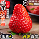 正宗丹东99草莓新鲜东港红颜九九奶油大草莓孕妇水果大果 礼盒 包邮