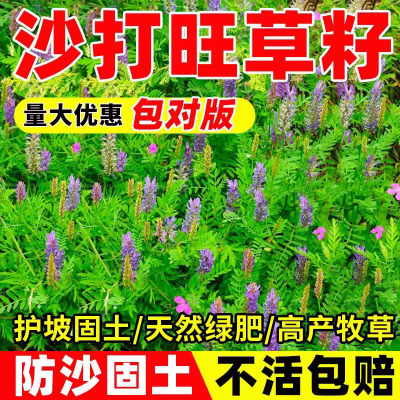 沙打旺种子多年生牧草籽四季常青果园绿肥防沙固土护坡绿化草种孑
