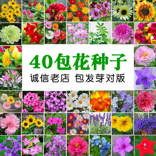 四季 花种子套餐 播易种植孑室内外家庭阳台盆栽春秋花卉花籽