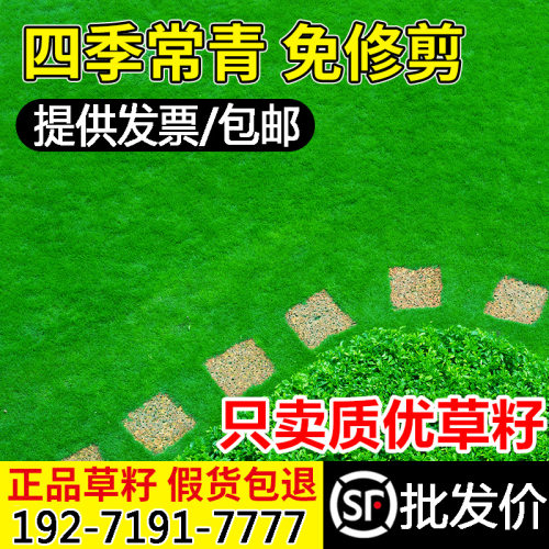 草坪草籽四季常青绿化护坡狗牙根地毯草高羊茅黑麦草草籽草种种子