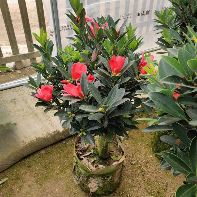 四季杜鹃红山茶开花不断原生嫁接树苗名贵茶花好养带花苞绿植花卉