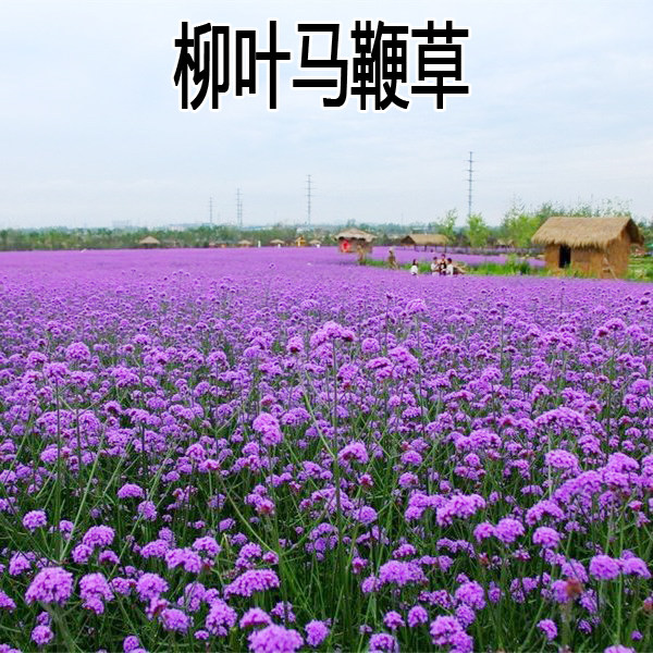 柳叶马鞭草种子四季易活阔叶马鞭草花海庭院 绿化宿根多年生花卉图片