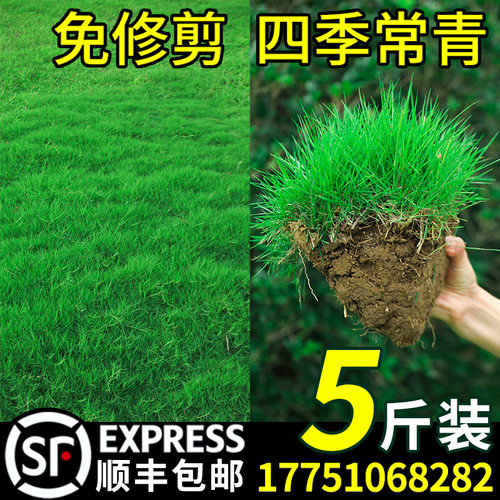 草坪草籽护坡狗牙根马尼拉四季常青庭院地毯草皮绿化黑麦草种子孑