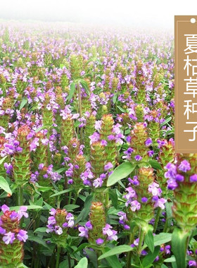 夏枯草种子麦穗花草夏谷草夏古草夏菇草夏谷球一年生花草植物种籽