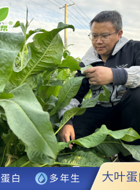 大叶蛋白芽鲁梅克斯多年生耐寒改善盐碱优良高产富含蛋白牧草种子