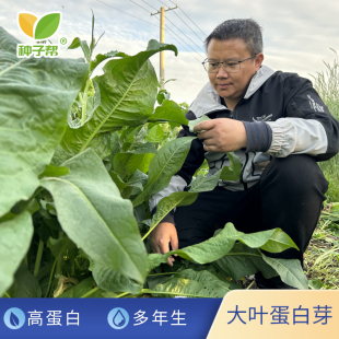大叶蛋白芽鲁梅克斯多年生耐寒改善盐碱优良高产富含蛋白牧草种子