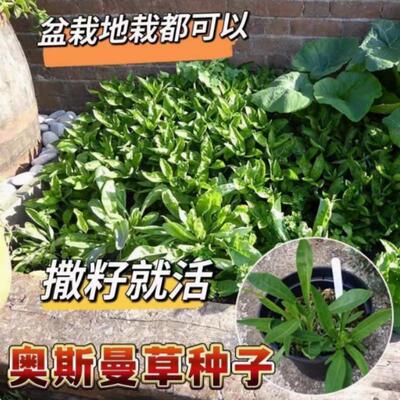 白菜苔菜种籽四季广东菜心