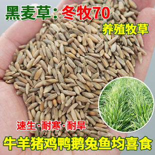 冬牧70黑麦草种子宽叶一年生循坏收割黑麦草籽四季耐寒冻养牛羊鱼