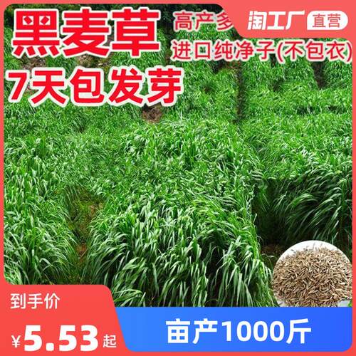 黑麦草种籽子种四季宽叶种猪鱼兔草种子种孑开花南方多年生高产