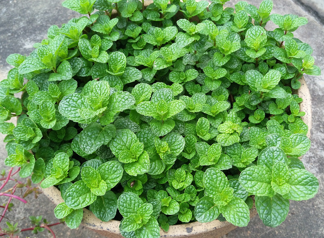 小叶薄荷种子留兰香薄荷籽种可食用薄荷种籽室内家种四季盆栽阳台