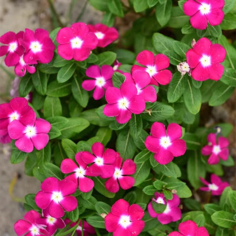 长春花种籽子四季播种开花易活日日春花籽庭院室外阳台盆栽花种子