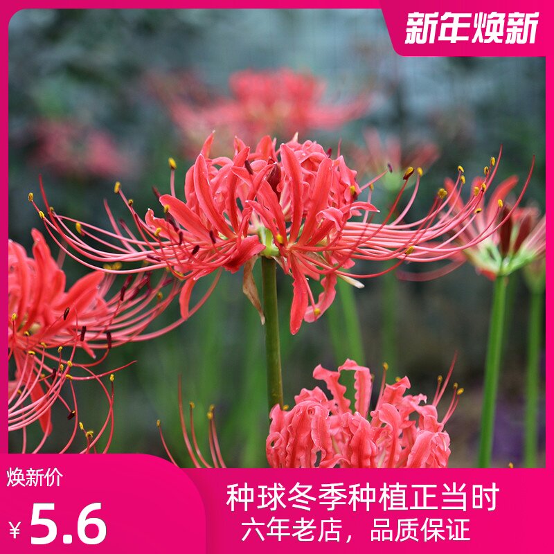 彼岸花球根素材模板 彼岸花球根图片下载 小麦优选