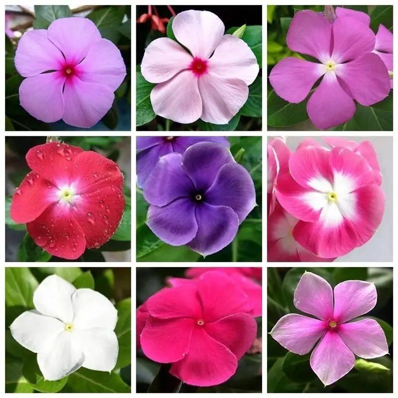 长春花种子易种种籽花期长四季种植开花易活室内室外阳台盆栽种子