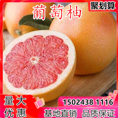 果树苗美国佛罗里达葡萄柚树苗 西柚苗减肥水果红心葡萄柚结果苗