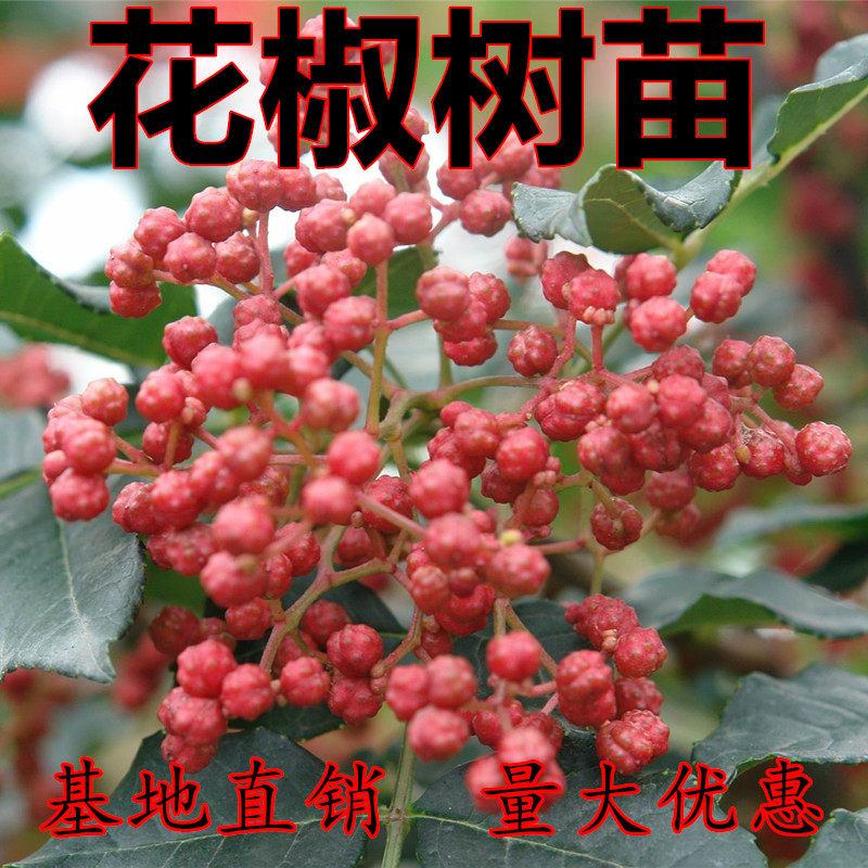 花椒苗花椒树苗盆栽地栽南北方种植大红袍无刺麻椒嫁接苗小苗果苗