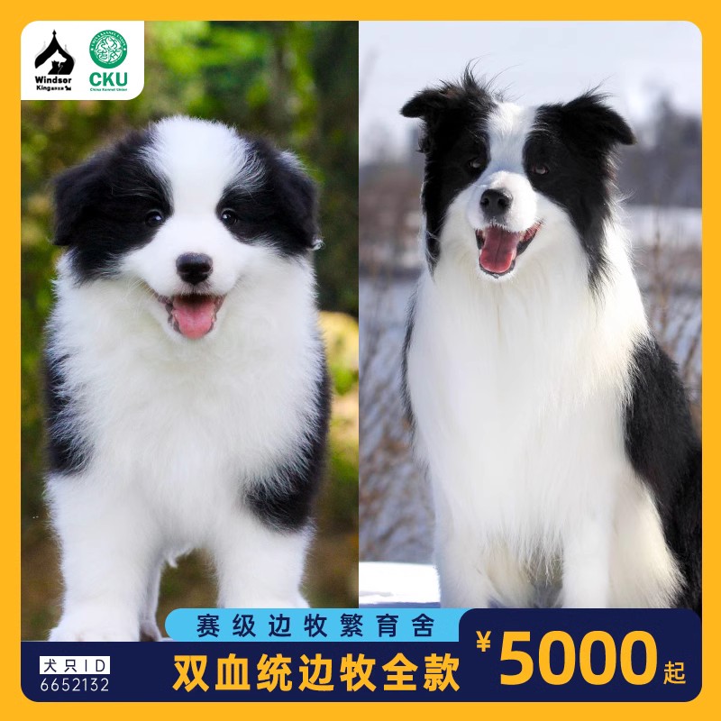 纯种边牧幼犬边境牧羊犬高智商七白三通陨石金色边牧犬宠物狗活体