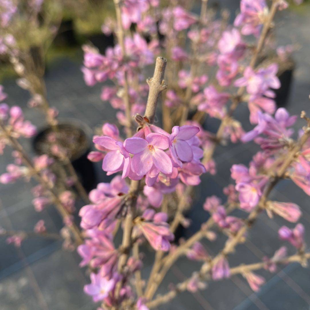 芫花花苗盆栽醉鱼花木本花卉室内盆景庭院植物丁香紫花成品