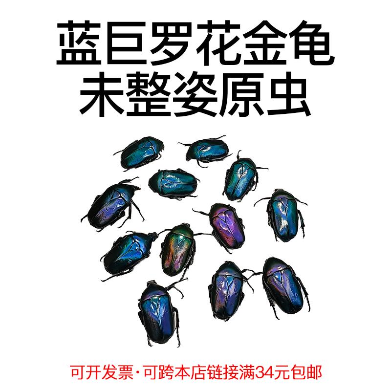 真昆虫未整姿蓝巨罗花金龟标本原湿虫手工DIY造景材料科普教育