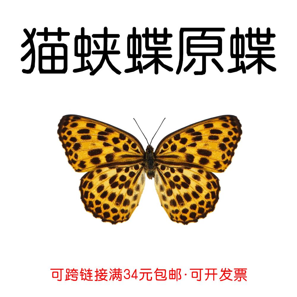 真蝴蝶原蝶猫蛱蝶未展翅蝴蝶标本制作diy研学手工材料A1/A-品质