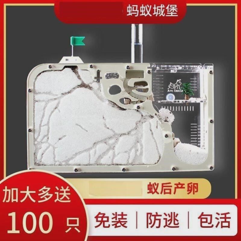 蚂蚁生态箱蚂蚁工坊巢穴s蚁巢蚂蚁窝屋蚂蚁大型巢蚂蚁城堡学生