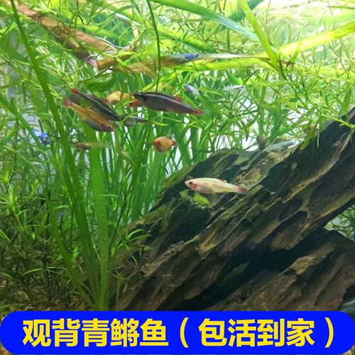 小金鱼观赏鱼迷你价格 小金鱼观赏鱼迷你图片 星期三