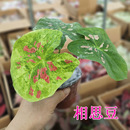 草莓茹雪 彩叶芋盆栽 夏日微风 白色恋人 孔雀开屏 绿植观叶植物