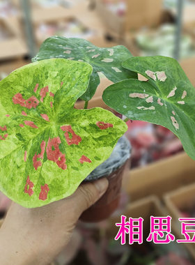绿植观叶植物 彩叶芋盆栽 草莓茹雪 白色恋人 孔雀开屏 夏日微风