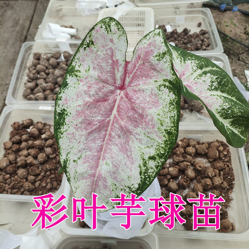 绿植观叶植物 彩叶芋种根  草莓茹雪 白色恋人 孔雀开屏 夏日微风