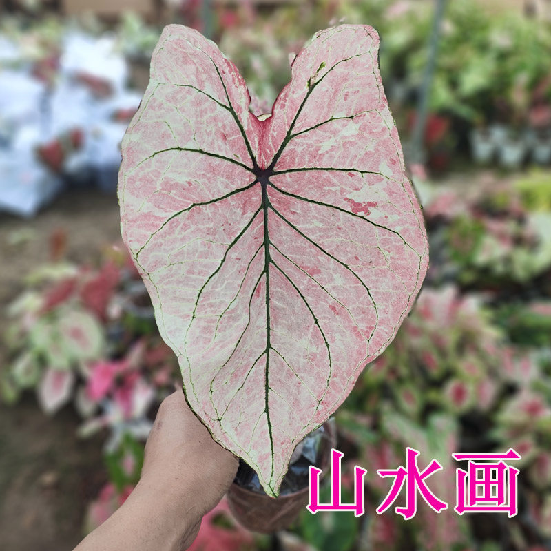 阳台绿植观叶植物 进口苗彩叶芋 品种全