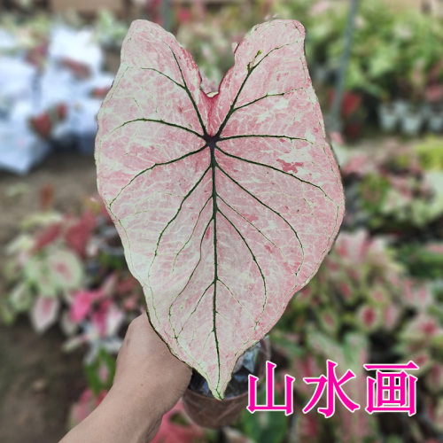 阳台绿植观叶植物 进口苗彩叶芋 品种全