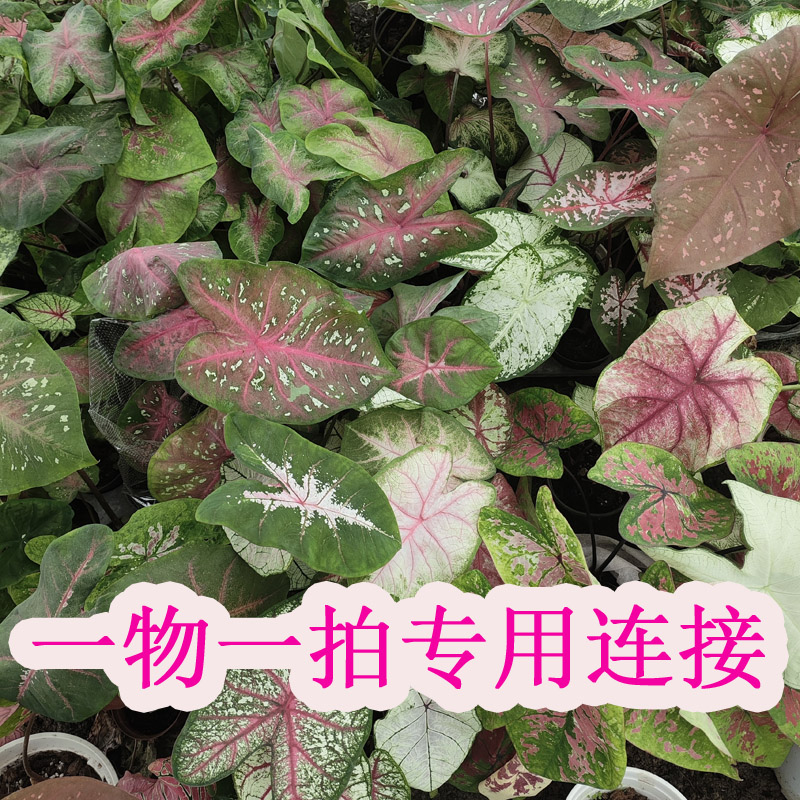 彩叶芋一物一拍专用连接