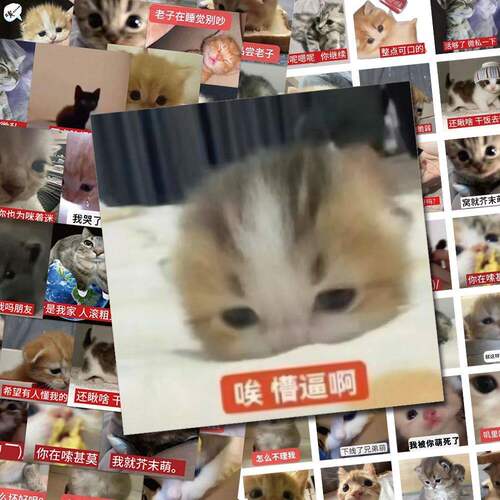124张可爱小猫表情包贴纸爆款恶搞猫咪整蛊文字表情贴画diy装饰