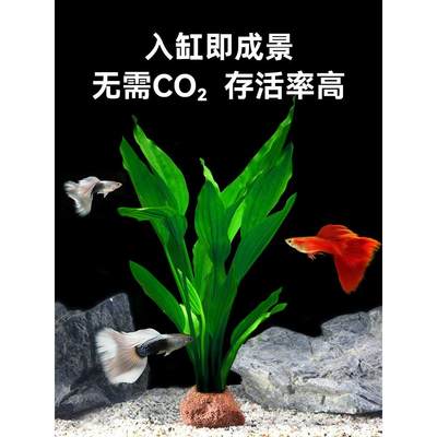 阿根廷皇冠鱼缸造景九冠水草大叶细叶铁皇冠挺水植物水上阴性淡水