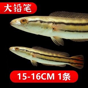 铅笔黑魔神雷龙鱼活体小盾鳢大铅笔鱼淡水活鱼多曼大型凶猛肉食热