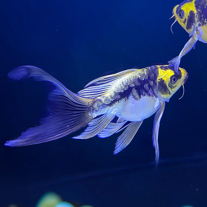 德系玛雅大酋长蝴蝶鲤球体球形短身锦鲤冷水鱼耐活耐寒淡水观赏鱼