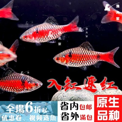 泰国湄公河原生观赏宠物鱼冷水钻石彩虹鲫鱼卢伦小鲤彩虹精灵淡水