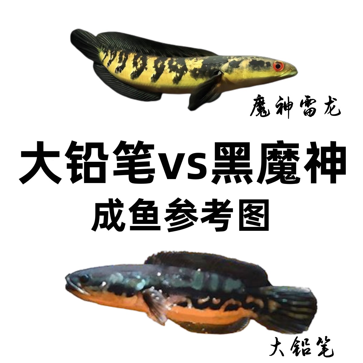 铅笔黑魔神雷龙鱼活体小盾鳢大铅笔鱼淡水活鱼多曼大型凶猛肉食热