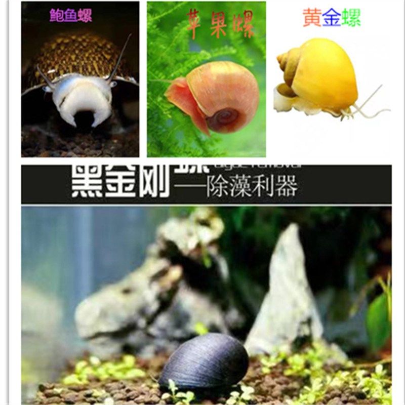 观赏螺除藻螺鱼缸草缸水族淡水螺苹果螺黄金螺活体蜗牛工具螺