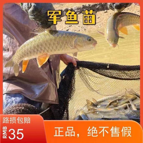 军鱼苗淡水培殖食用观赏鱼军鱼鱼苗坚鱼苗青竹鲩鱼苗活体鱼苗娟鱼