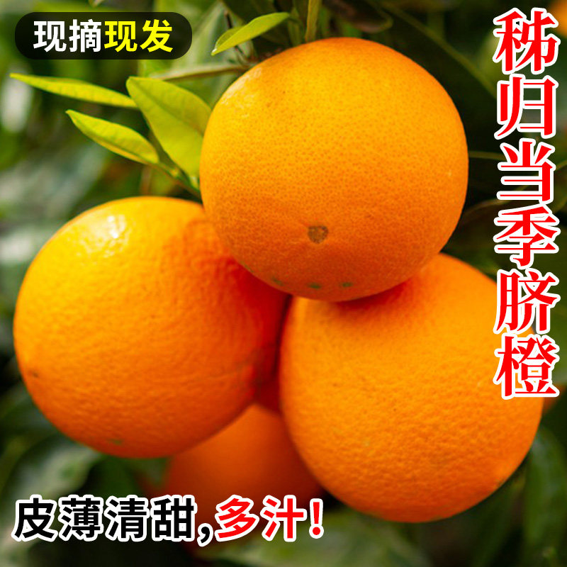 三峡脐橙新鲜时令水果包邮纯甜橙赣爱南媛秭归10冰糖果冻斤橙子,水产肉类/新鲜蔬果/熟食,橙,淘宝优惠券,粉丝福利购,淘宝优惠卷